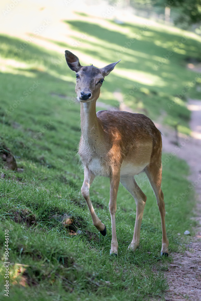 Wildlife Photography. Fallow Deer (Dama Dama) at Biosphere Reserve Rhön, Germany