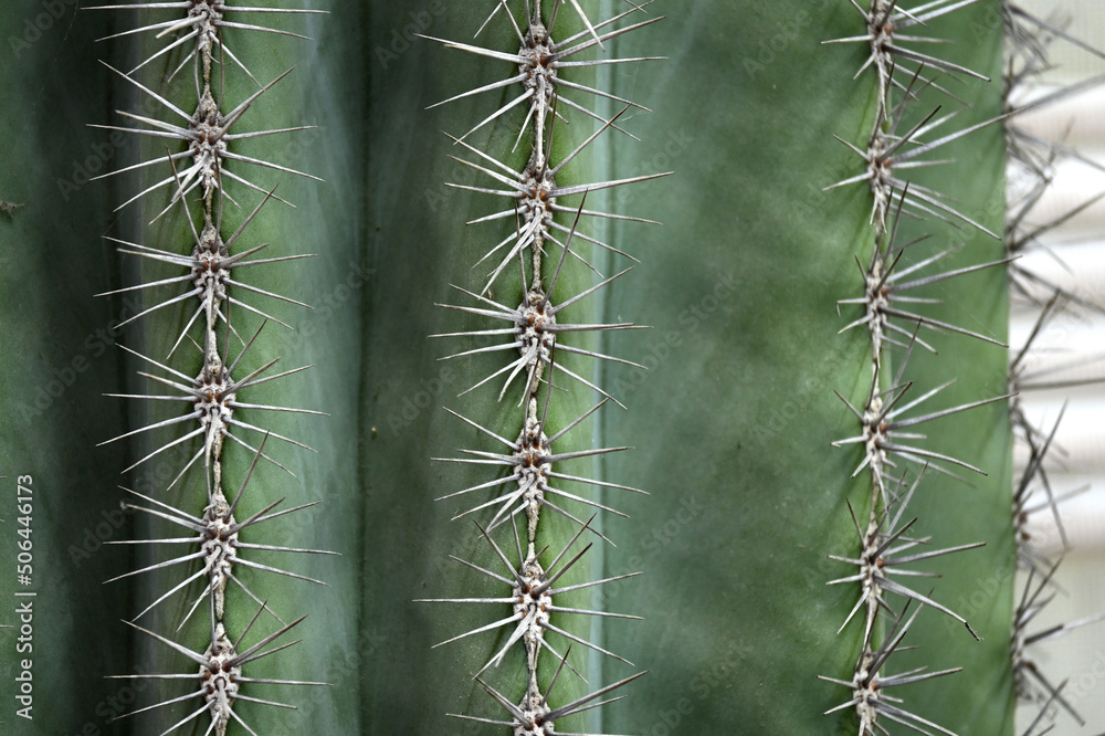Giant prickly cactus. Trendy amazing cactus. Giant prickly cactus. Trendy amazing cactus.