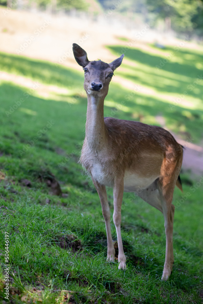 Fototapeta premium Wildlife Photography. Fallow Deer (Dama Dama) at Biosphere Reserve Rhön, Germany