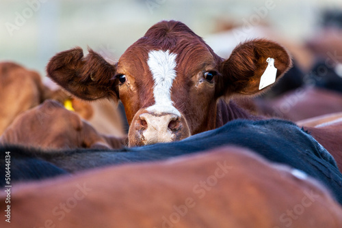 A beef heifer raises her head to observe. photo