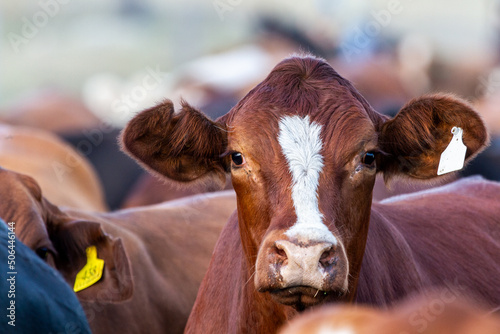 A beef heifer raises her head to observe. photo