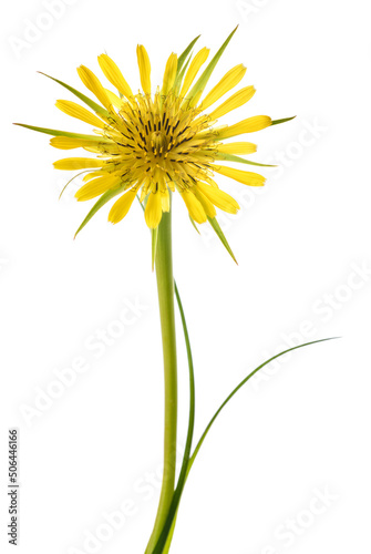 Yellow salsify flower