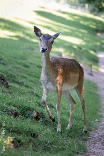 Wildlife Photography. Fallow Deer  Dama Dama  at Biosphere Reserve Rh  n  Germany