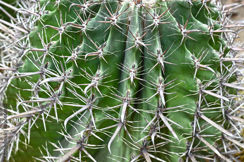 Giant prickly cactus. Trendy amazing cactus. Giant prickly cactus. Trendy amazing cactus.