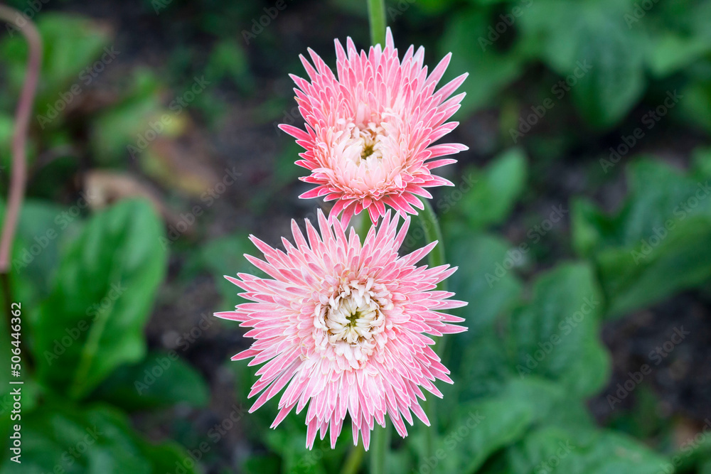 Top view of beautiful pink gerbera flower bloom in the garden on blur nature background. Top view of beautiful pink gerbera flower bloom in the garden on blur nature background.