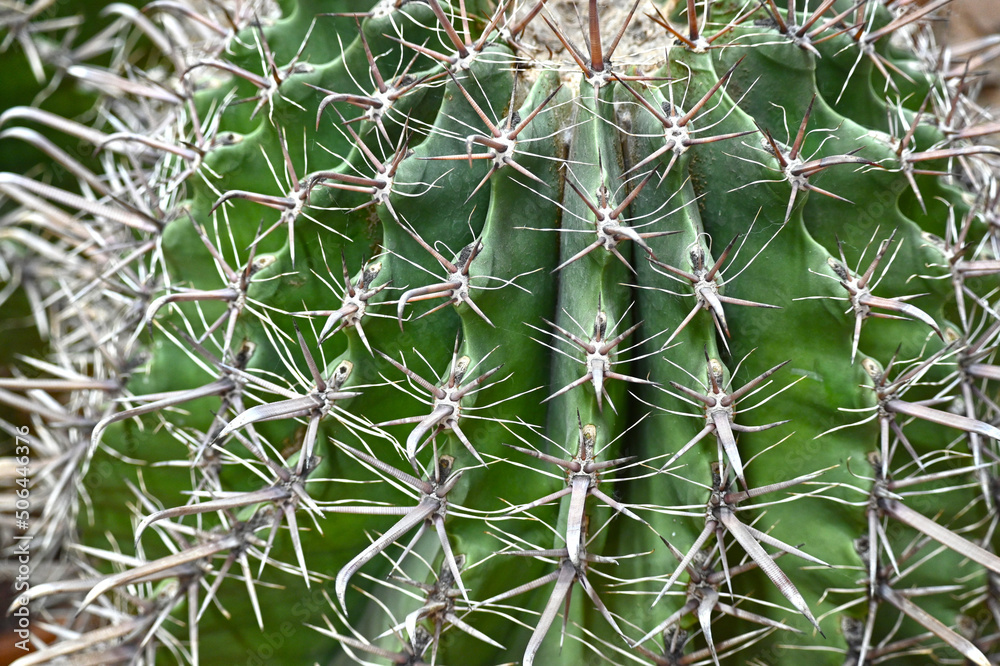 Giant prickly cactus. Trendy amazing cactus. Giant prickly cactus. Trendy amazing cactus.