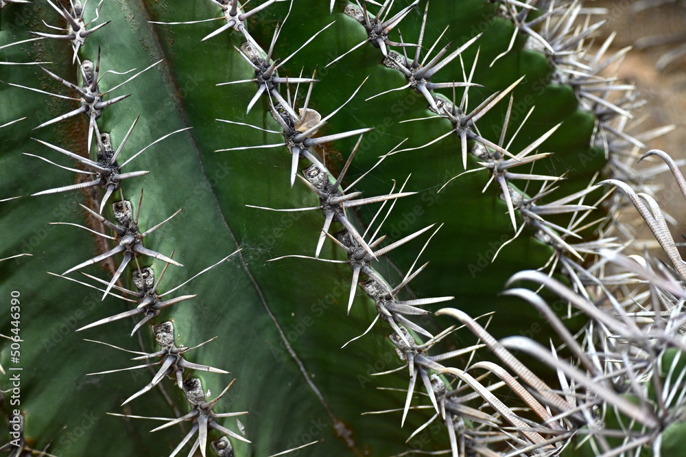 Giant prickly cactus. Trendy amazing cactus. Giant prickly cactus. Trendy amazing cactus.