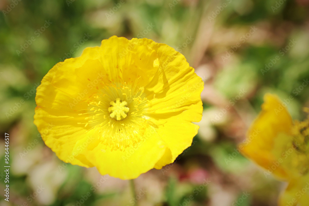 Fototapeta premium 양귀비