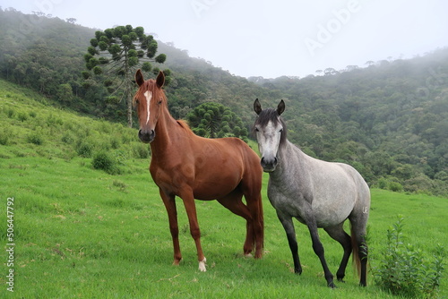horse and foal