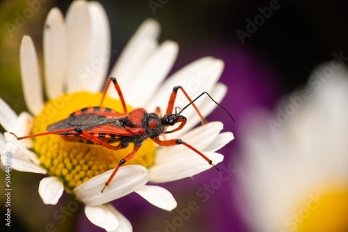 Assassin bug Rhynocoris on a flower photo