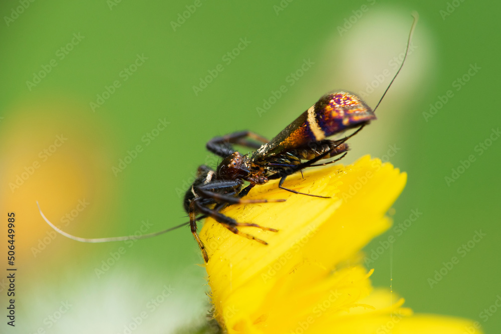 Fototapeta premium Napoleon spider (Synema globosum) on a flower eating a butterfly