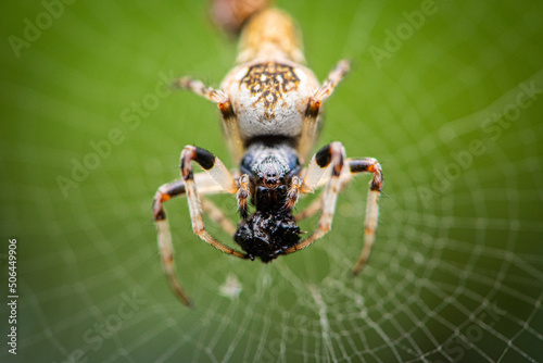 Trashline orbweaver spider (Cyclosa sp.) photo