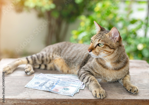 Portrait of a  cat lying onf hundred dollar bills on wooden table. photo