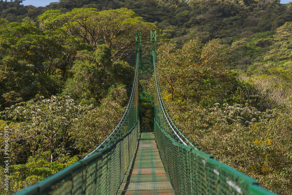 Green suspension bridge. Between the trees. Travel concept, walking, hiking, nature, uncrowded. Cloud forest. Costa Rica.