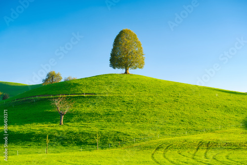 Nature. Tree on top of the hill. Landscape before sunset. Fields and pastures...