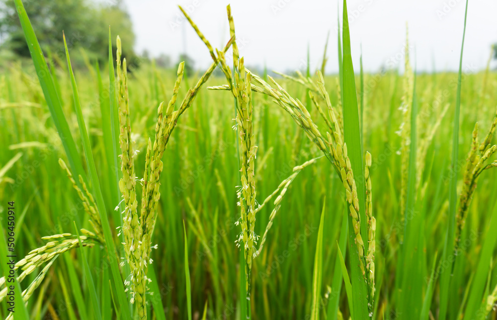 rice field with rice flower close up shot blur background rice field with rice flower close up shot blur background