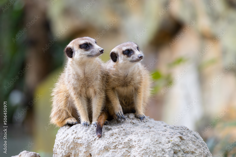 Obraz premium Meerkat stand on the rock and look around