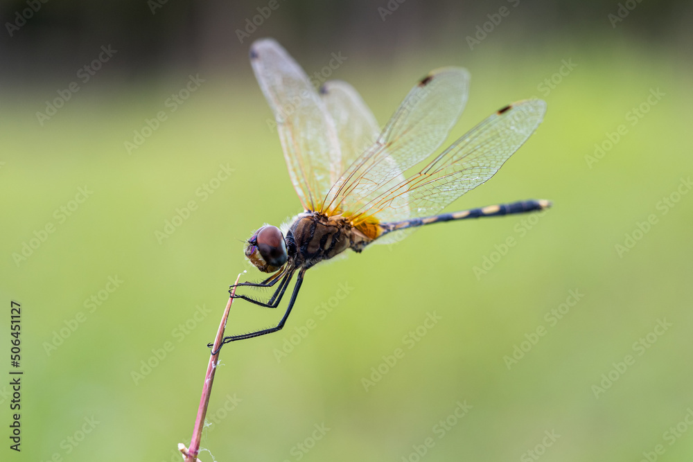 Yellow dragonflies are on the flowers in nature. Yellow dragonflies are on the flowers in nature.