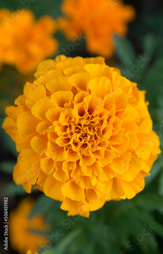 Yellow flower at a garden