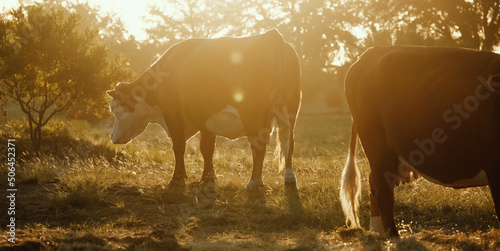 Hereford cattle during sunrise in meadow of western rural beef ranch of Texas.