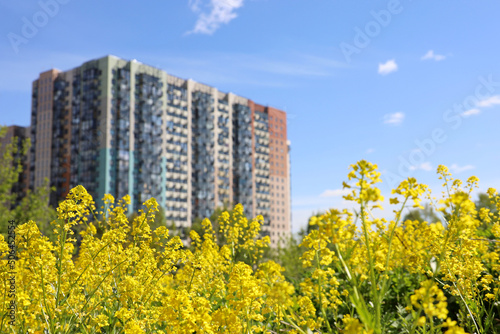 Defocused view to the residential buildings through yellow flowers of Barbarea vulgaris also known as winter cress, herb barbara. Concept of ecology in summer city, suburb area, eco-friendly district