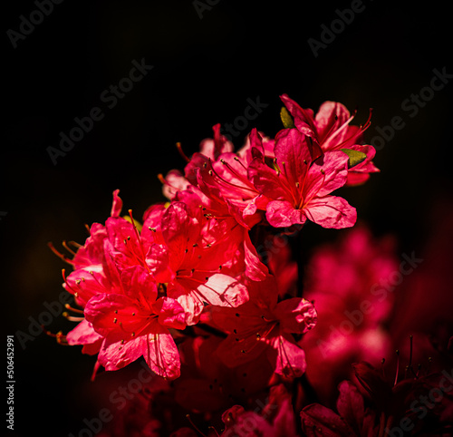 Indische Azalee  Rhododendron simsii 