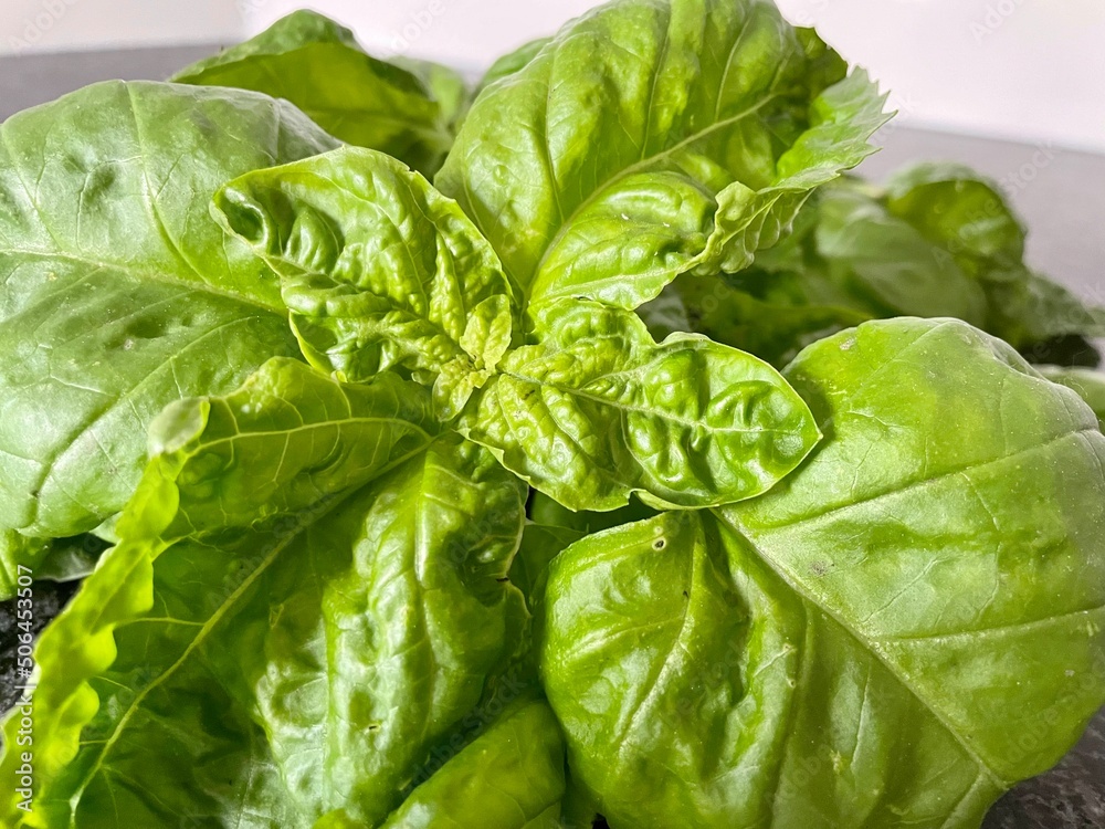 Fototapeta premium fresh basil leaves
