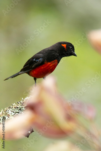 Scarlet-bellied Mountain-tanager Tangara ventriescarlata Tangara Roja y azul