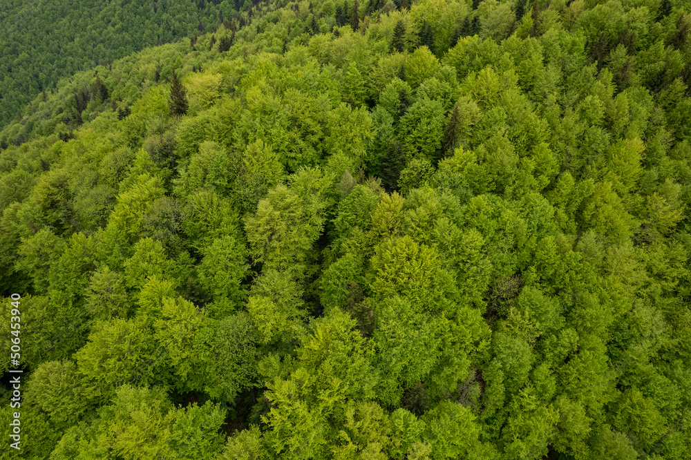 Top down aerial view of carpathian mountains covered with trees colored into spring colors The gorgeous fresh colors of spring foliage