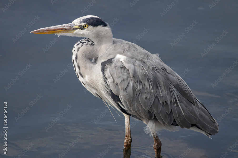 Obraz premium Juvenile heron portrait