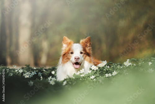 Photography Red dog border collie in the forest