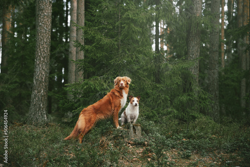 Toller and jack russell terrier in green forest