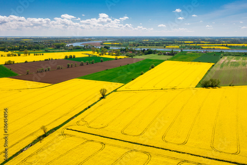 Aerial landscape of the yellow rapeseed field under blue sky, Poland photo