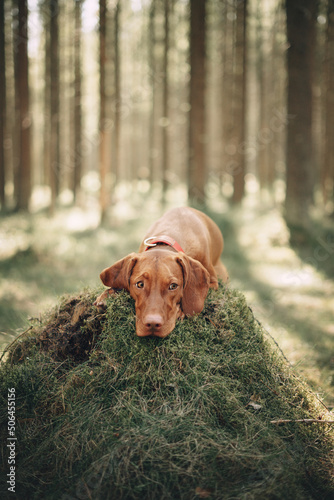 hungarian vizsla in the forest