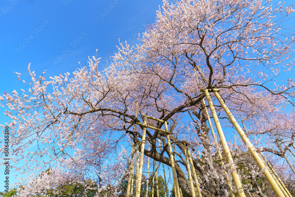 戸津辺の桜 福島の春(3月)桜の名所 戸津辺の桜 福島の春(3月)桜の名所