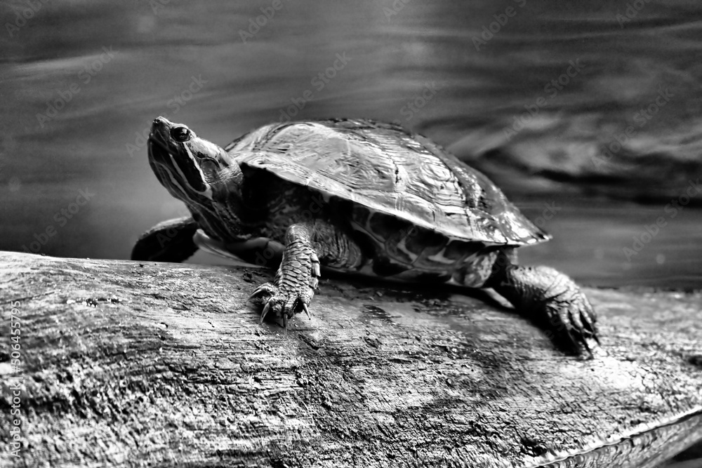 Obraz premium Turtle