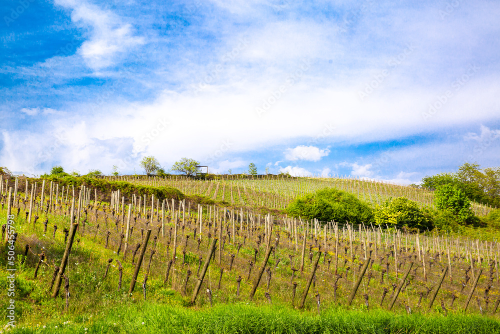 Beautiful vineyard and countryside landscape in Alsace, France. Blue sky in bright sunny day. 