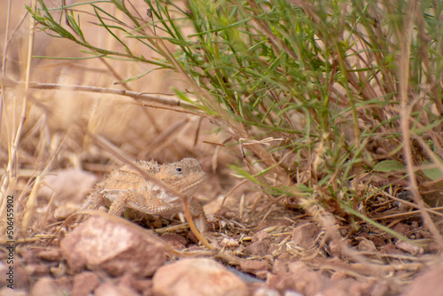 Horned Lizard under a bush © Nathanpyper