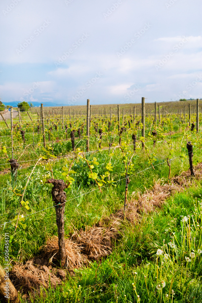 Beautiful vineyard and countryside landscape in Alsace, France. Beautiful green colors in bright sunny day. 