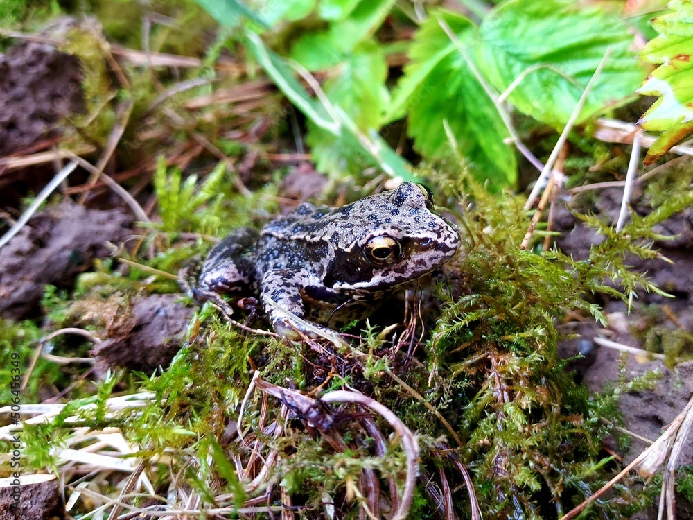 grenouille des champs dans gazon - amphibien
grenouille des champs dans gazon - amphibien
