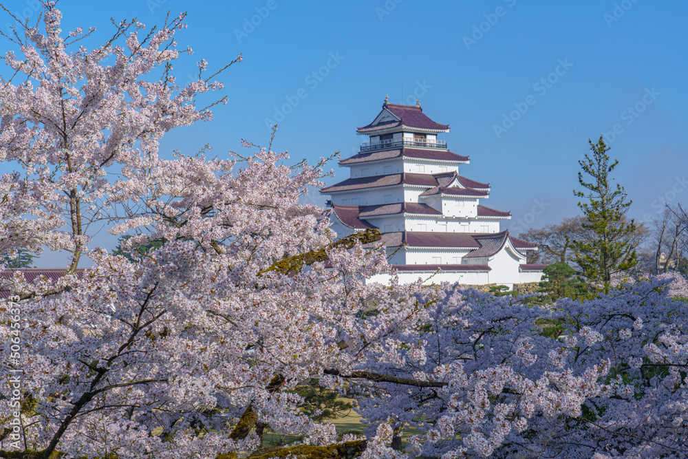 桜満開の鶴ヶ城　会津若松観光（春）