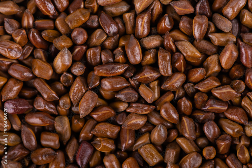 Obraz premium Cassia tora beans background. Sicklepod or Senna obtusifolia. Top view.