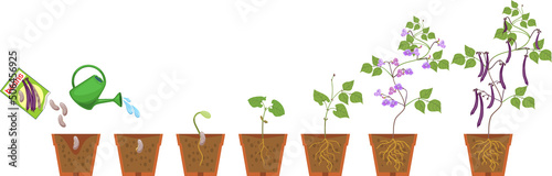 Life cycle of bean plant. Growth stages from seeding to flowering and fruiting plant with root system in flower pot isolated on white background