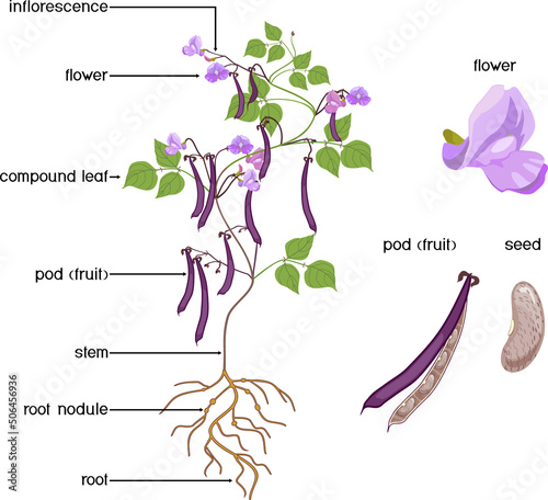 Parts of plant. Morphology of Bean plant with purple fruits, flowers, green leaves and root system isolated on white background with titles