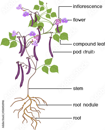 Parts of plant. Morphology of Bean plant with purple fruits, flowers, green leaves and root system isolated on white background	with titles