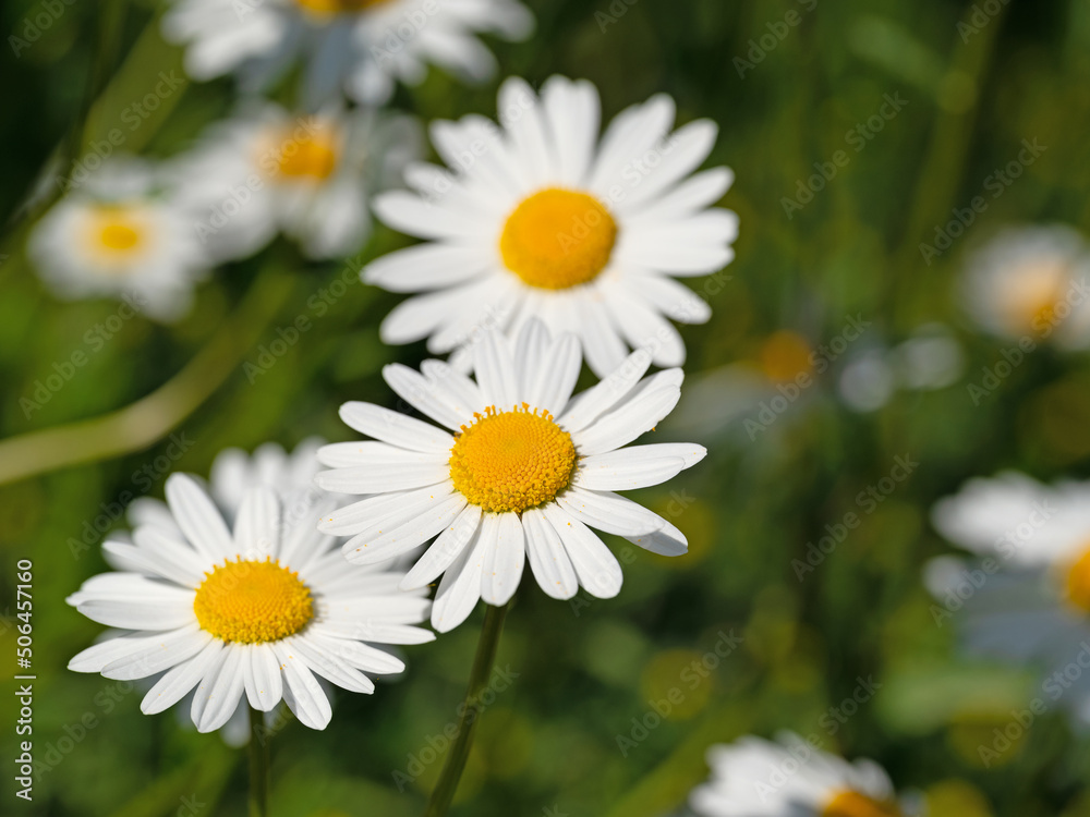 Blühende Margeriten, Leucanthemum, im Frühling Blühende Margeriten, Leucanthemum, im Frühling