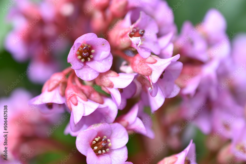 Thick-leaved badan or thick-leaved saxifrage or Mongolian tea Bergenia crassifólia Thick-leaved badan or thick-leaved saxifrage or Mongolian tea Bergenia crassifólia