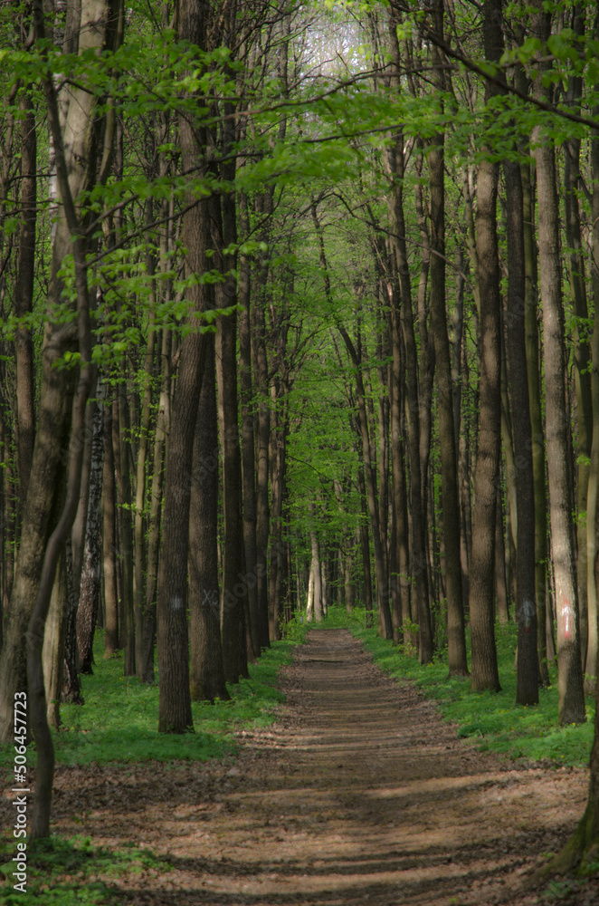 Fototapeta premium footpath in the woods
