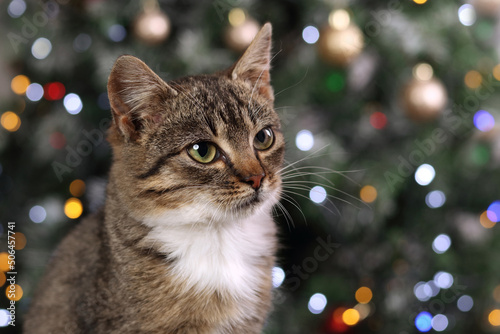 Cat posing for the camera. Little cute Kitten sitting on the table. Kitten close up. Cat with a golden bow sitting on the background of the Christmas tree. Christmas concept. Happy New Year
