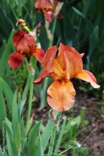 Rusty iris blooming in my garden